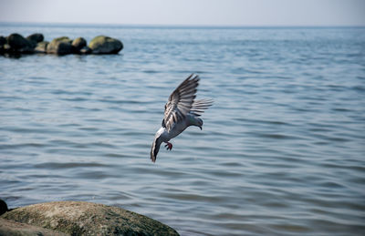 Bird flying over sea