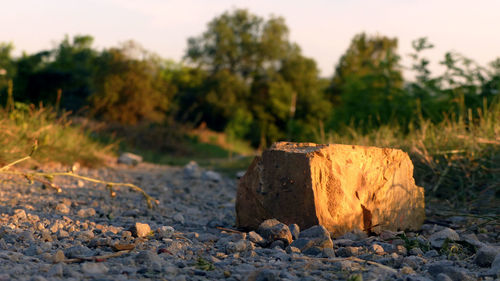 Rocks on field against trees