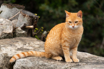 Portrait of cat sitting on rock