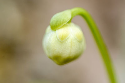 Close-up of plant