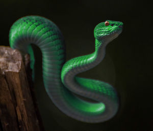 Close-up of snake