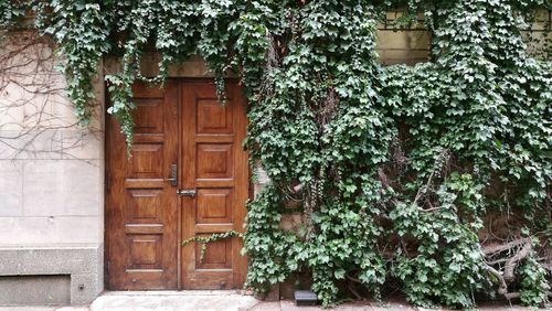 Ivy growing on house