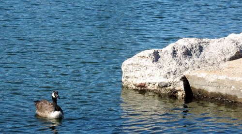 Ducks swimming in sea