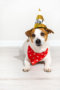 Portrait of dogs sitting on hardwood floor against white background