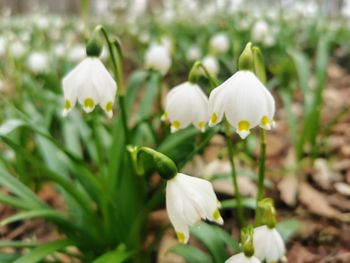 Close-up of white flowering plants on field