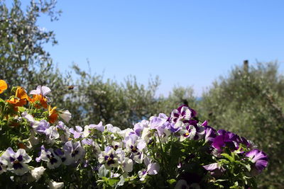 Close-up of purple flowering plants against blue sky