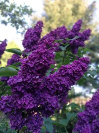 Close-up of purple flowering plants