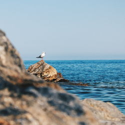 Seagull perching on rock in sea against sky