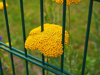 Close-up of yellow yarrow behind the garden fence 