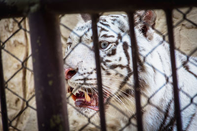 Cat in cage at zoo
