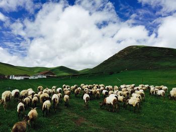 Flock of sheep on field against sky