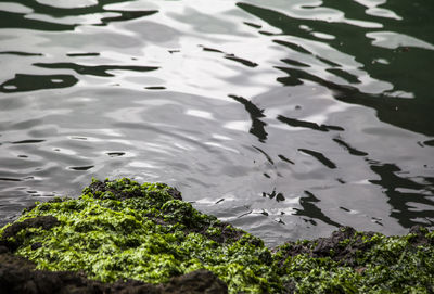 High angle view of rippled water