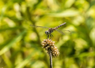 Dragonfly on a stalk