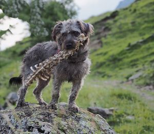 Portrait of dog on rock