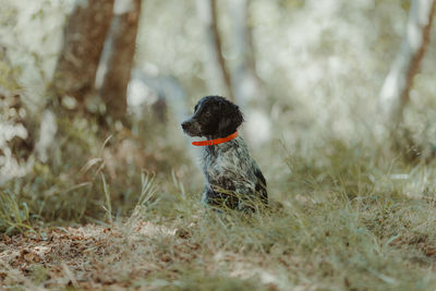 Dog sitting in forest