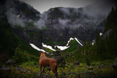 Horse standing on mountain in forest