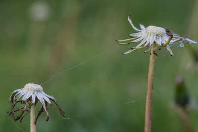 Close-up of wilted flower