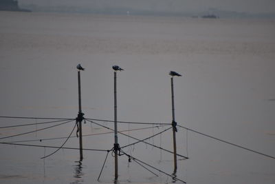 Bird perching on a sea