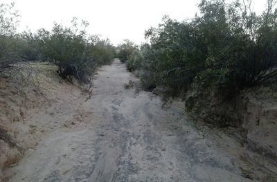 Dirt road passing through forest