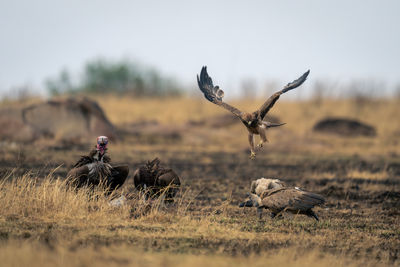 Bird flying over field