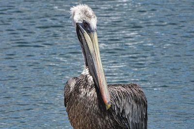 Pelican swimming in lake