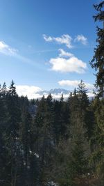 Pine trees in forest against sky