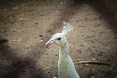 High angle view of a bird on land