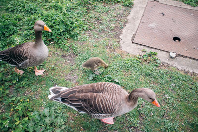 Ducks on grassy field