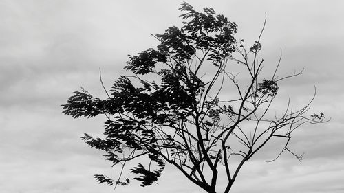 Close-up of plant against sky