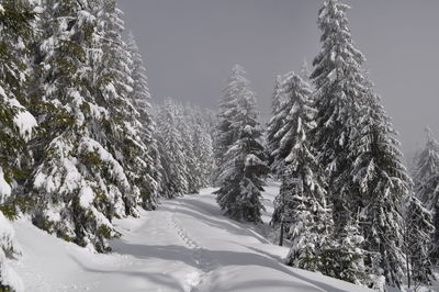 Snow covered trees against sky