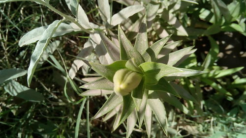 Close-up of flower growing on plant