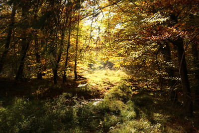 Trees in forest during autumn