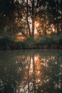 Scenic view of lake against trees in forest