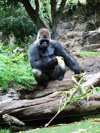 Portrait of monkey sitting on rock