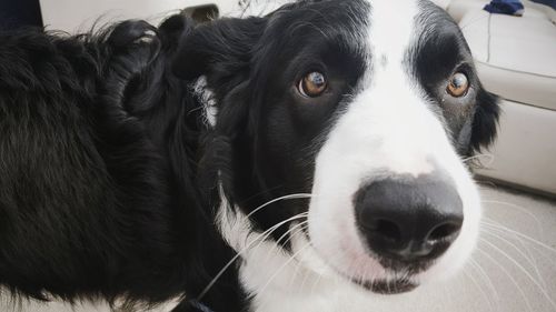 Close-up portrait of dog