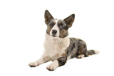 Portrait of a dog against white background