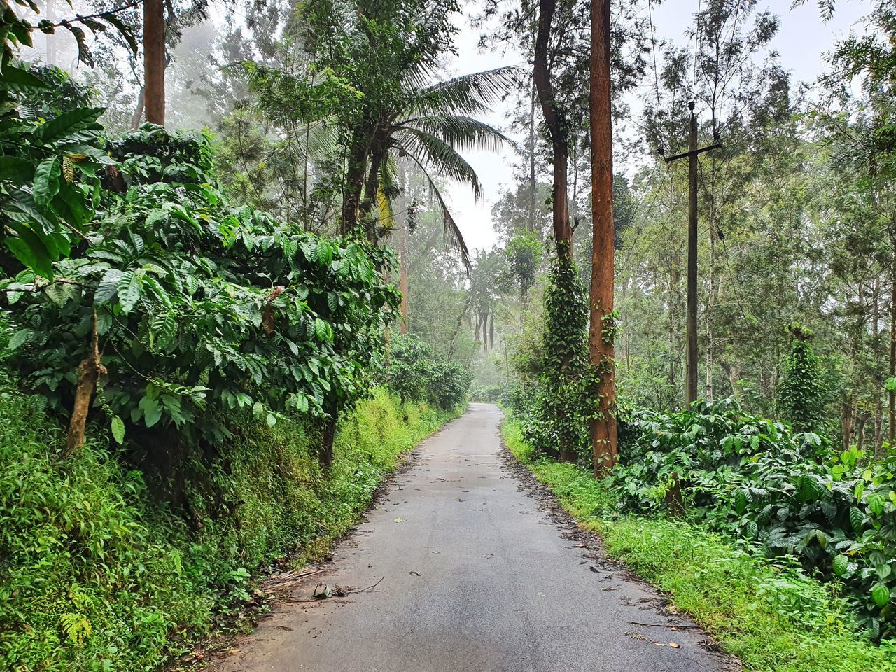 FOOTPATH AMIDST TREES IN FOREST