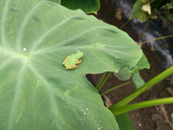 High angle view of insect on leaf