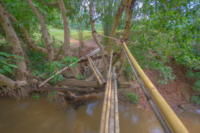 Scenic view of forest