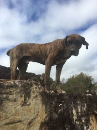 Low angle view of lion standing against sky