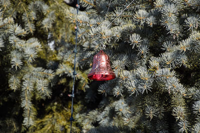 Close-up of christmas tree