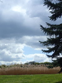 Scenic view of field against sky