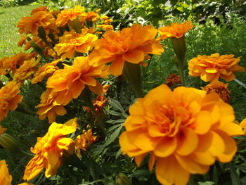 Close-up of yellow flowers blooming outdoors