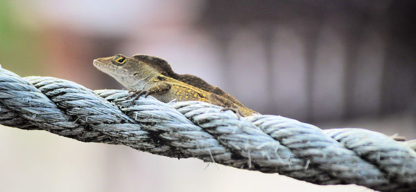 Close-up of lizard on rope