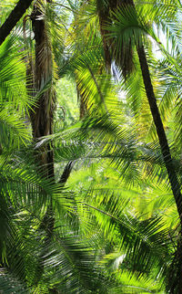 Low angle view of coconut palm tree leaves