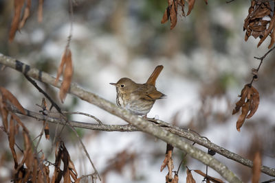 Close-up of bird perching on branch