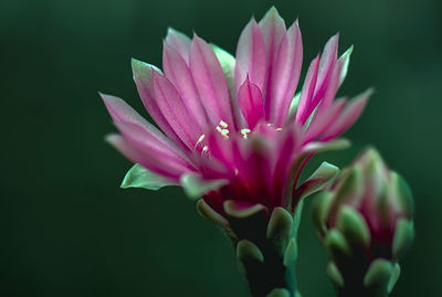 Close-up of pink flower