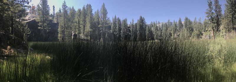 Scenic view of forest against sky