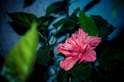 Close-up of wet pink flower