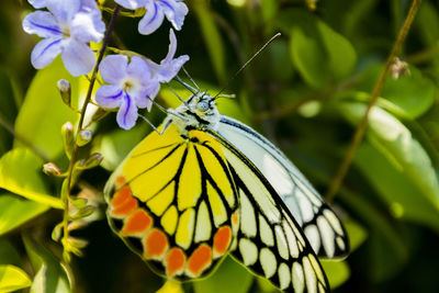 Close-up of butterfly on purple flower